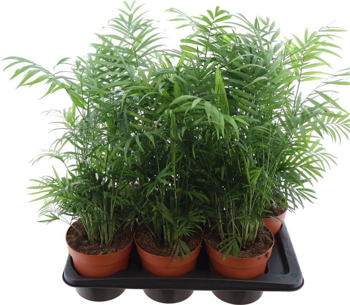 <h4>Chamaedorea Elegans</h4>