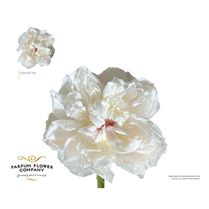 Rosa Princess Cocotto