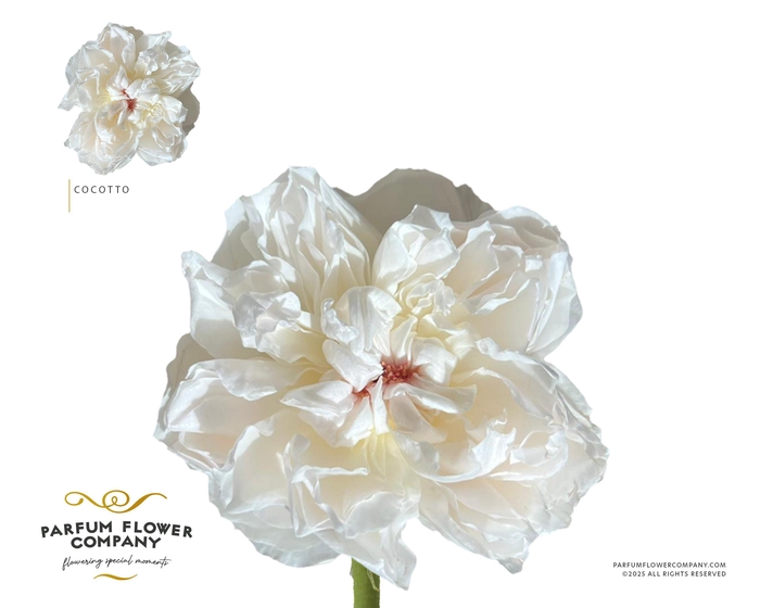 Rosa Princess Cocotto