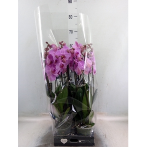 Phalaenopsis  'Ant Orlando'