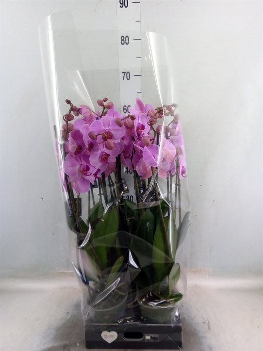 <h4>Phalaenopsis  'Ant Orlando'</h4>