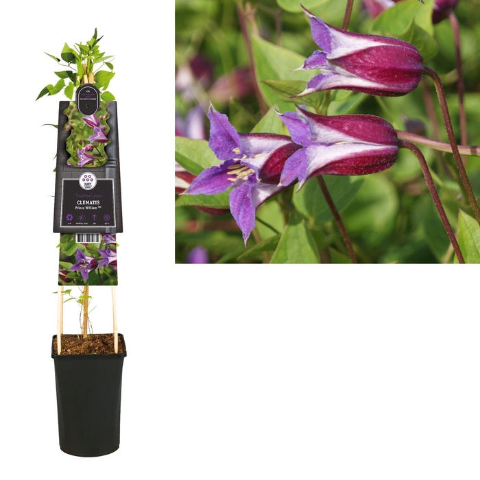 <h4>Clematis Prince William PBR +3.0 label</h4>