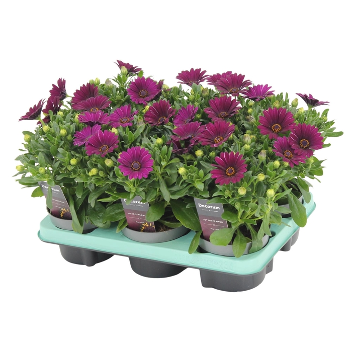 <h4>Osteospermum Deep Purple Decorum</h4>