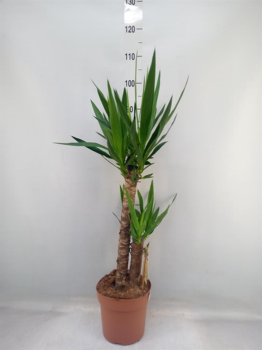 <h4>Yucca   ...</h4>