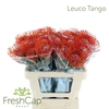 Leuco Tango