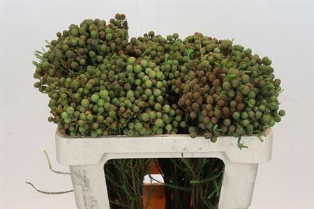 <h4>Berz Abrotanoides</h4>