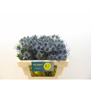 ERYN MAG BLUE LAGOON