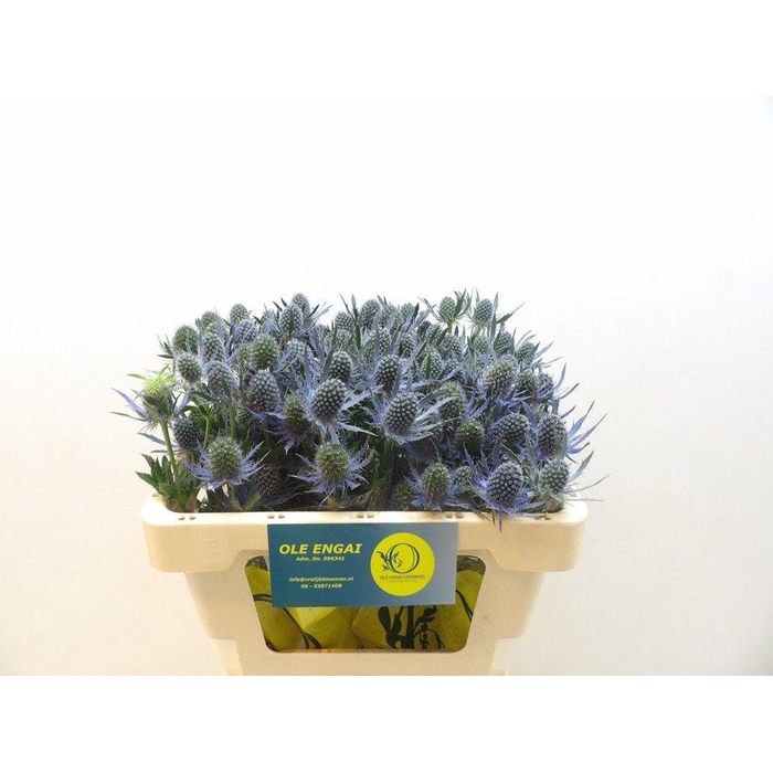 <h4>ERYN MAG BLUE LAGOON</h4>