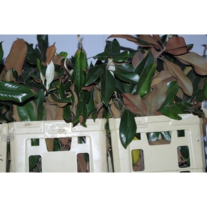 FOLHAGEM MAGNOLIA
