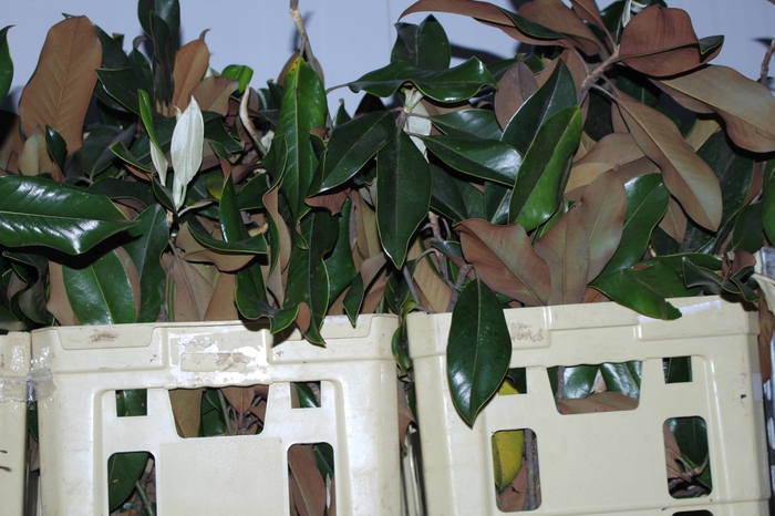 FOLHAGEM MAGNOLIA