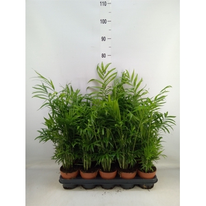 Chamaedorea elegans