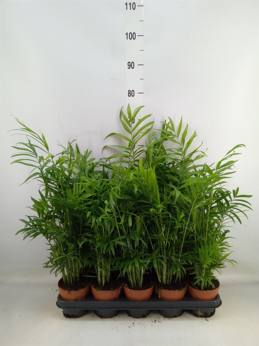 <h4>Chamaedorea elegans</h4>