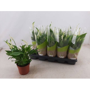 Spathiphyllum Bellini 13Ø 40cm 8fl