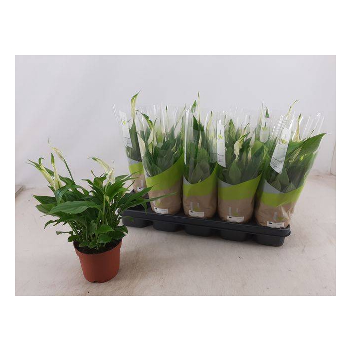 <h4>Spathiphyllum Bellini 13Ø 40cm 8fl</h4>