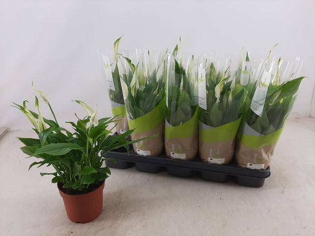 Spathiphyllum Bellini 13Ø 40cm 8fl