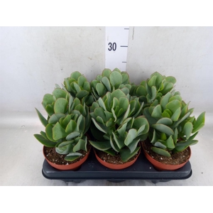 Crassula arborescens