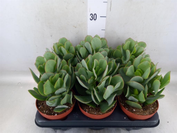 <h4>Crassula arborescens</h4>