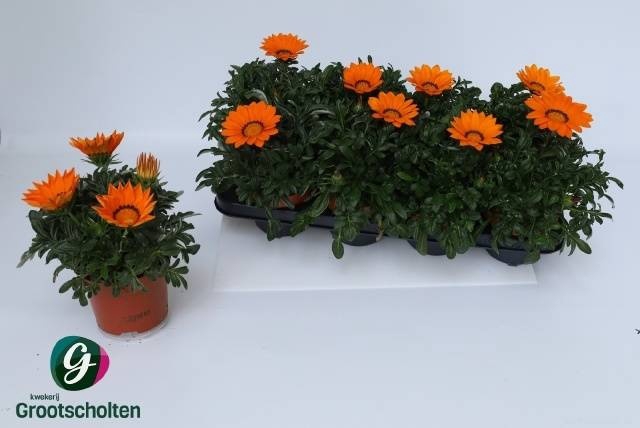 <h4>GAZ KISS ORANGE</h4>