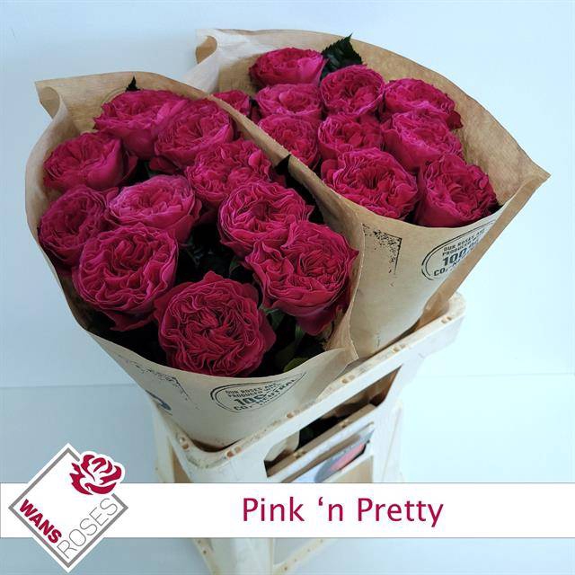 Rosa Garden Pink & Pretty
