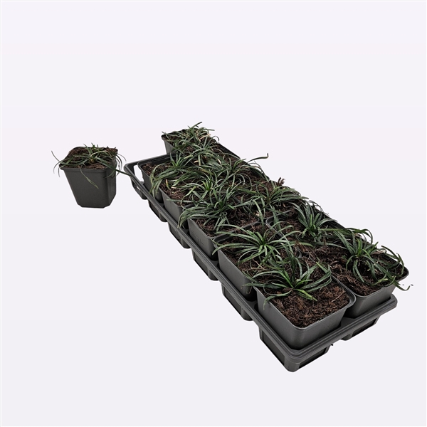 <h4>Ophiopogon Jap. 'Minor'</h4>