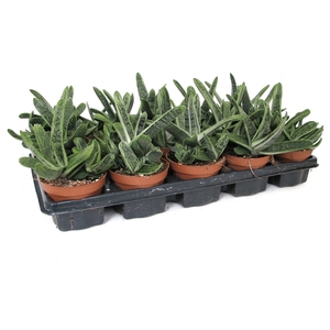 Gasteria little warty 10,5 cm