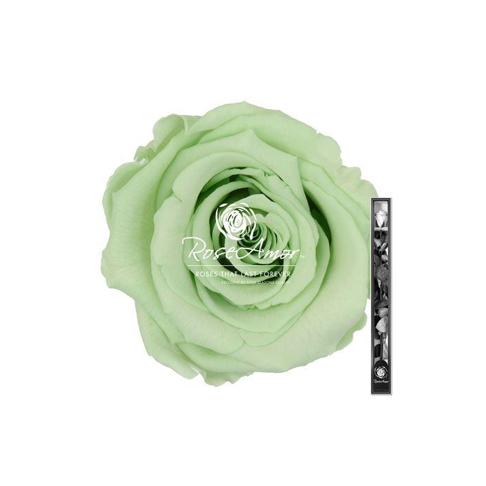 <h4>60cm Stem Gre04</h4>