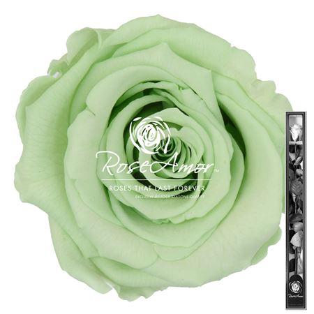 60cm Stem Gre04