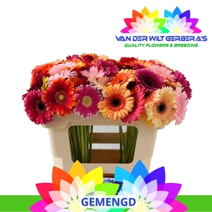 Germini Mix Water