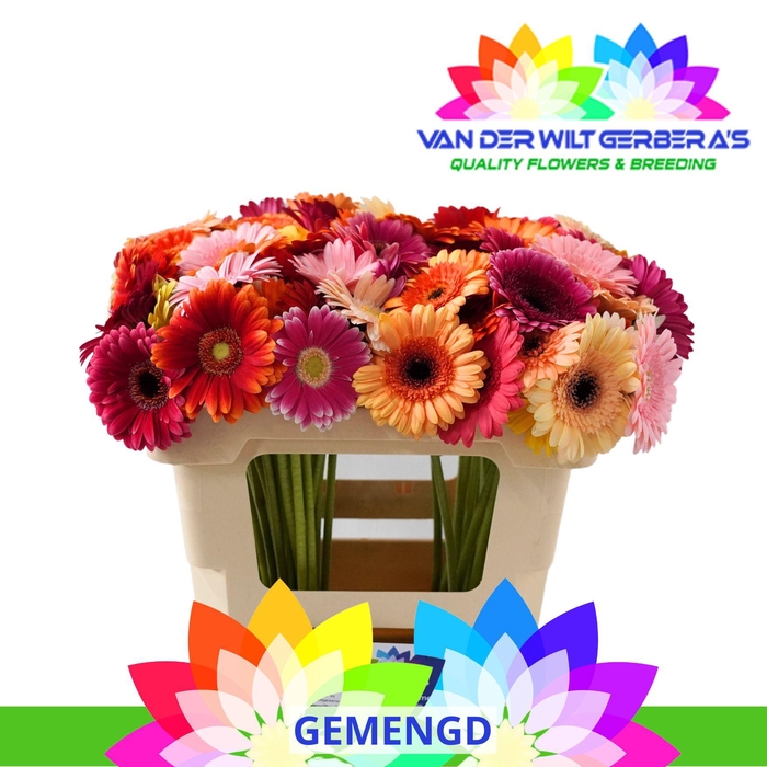 <h4>Germini Mix Water</h4>