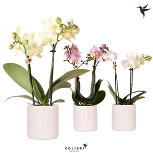 Phalaenopsis gemengd