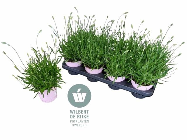 <h4>LAVAN AN ROSEA</h4>