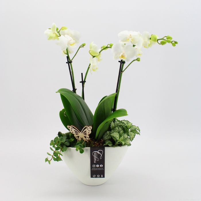 <h4>PHAL-2422 Phalaenopsis creatie</h4>