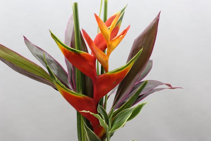 <h4>HELICONIA BQT WARA</h4>