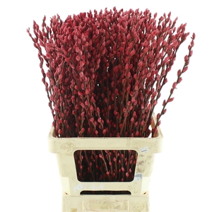 Salix Snow Flake Klb Rood