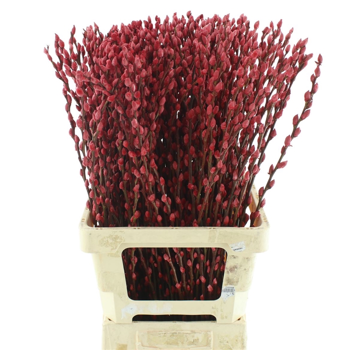<h4>Salix Snow Flake Klb Rood</h4>