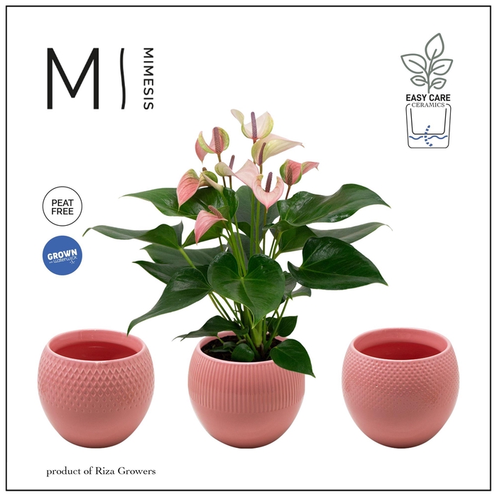<h4>Mimesis Anthurium KARMA Pulse - Bolivia Pink</h4>