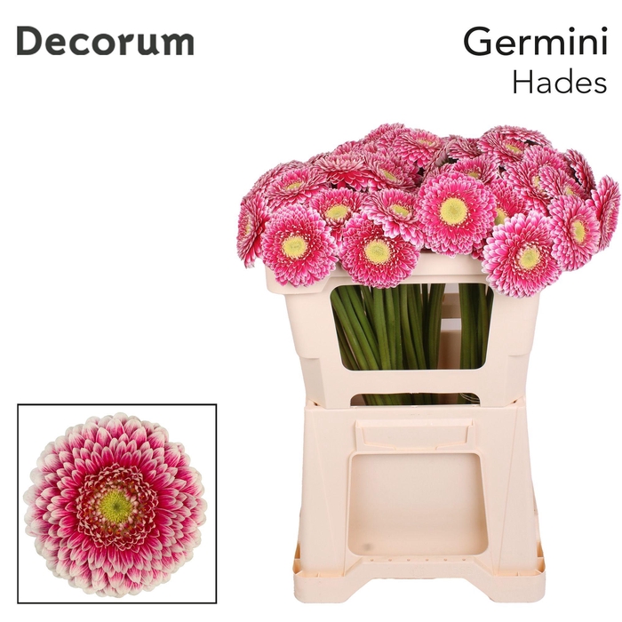 <h4>GE MB HADES Emmer X60 met hoes</h4>