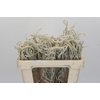 Amaranthus Yearming Desert