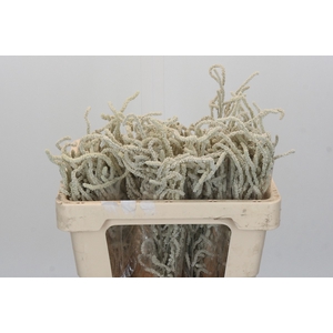 Amaranthus Yearming Desert