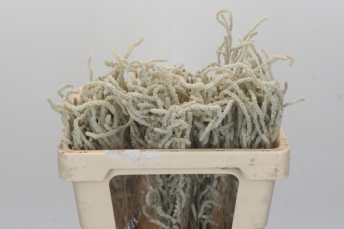 <h4>Amaranthus Yearming Desert</h4>