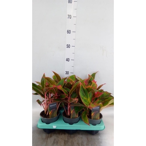 Aglaonema  'Crete'