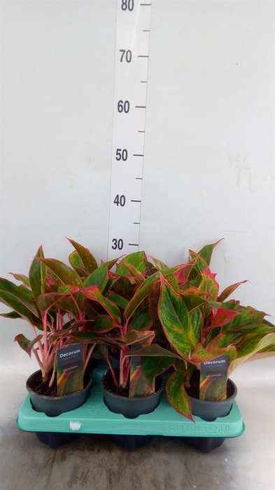 <h4>Aglaonema  'Crete'</h4>