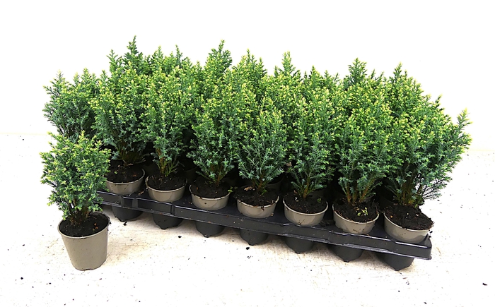 <h4>CHAM LAWS OVERIG</h4>