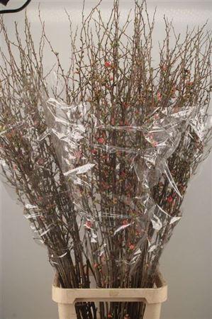 <h4>Chaenomeles Superba</h4>