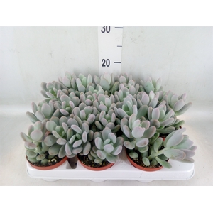 Pachyphytum oviferum