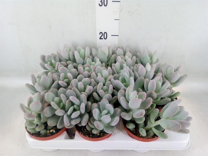 <h4>Pachyphytum oviferum</h4>