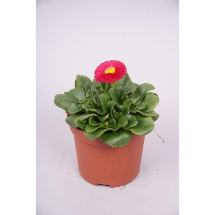 <h4>Bellis kleinbl. Rose p9</h4>