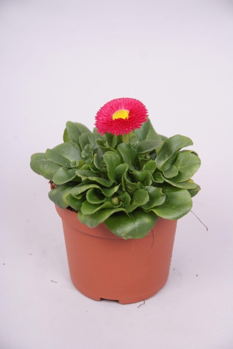 Bellis kleinbl. Rose p9