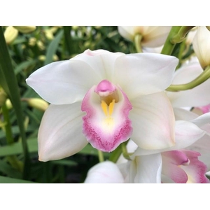 Cymb Mi Earliflor Leekade X15