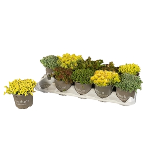 SEDUM GEM